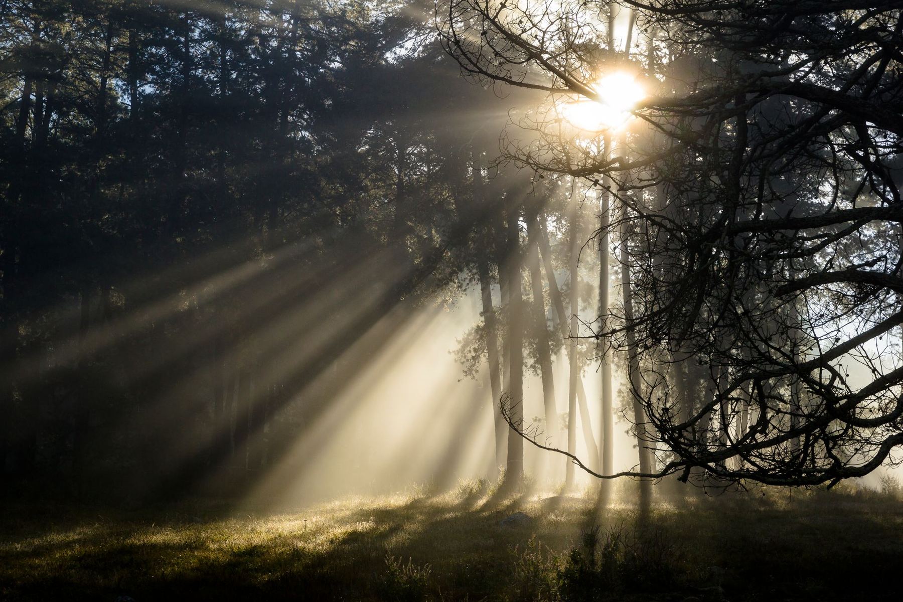 Morning light coming through trees in a forest